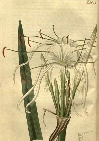 Reproducción/Reproduction 35207854106: Curtis's botanical magazine.. London ; New York [etc.] :Academic Press [etc.]