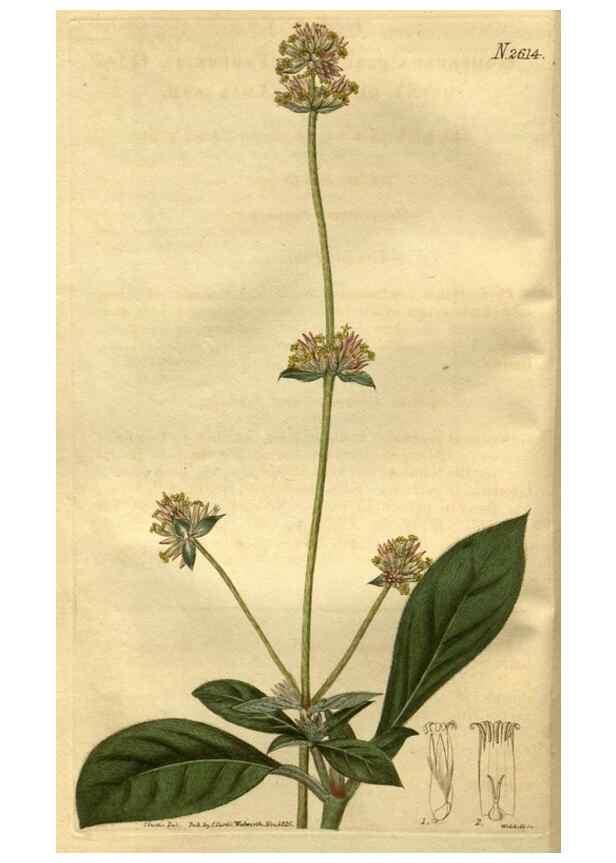 Reproducción/Reproduction 35118053681: Curtis's botanical magazine.. London ; New York [etc.] :Academic Press [etc.]