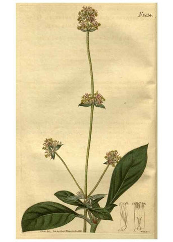 Reproducción/Reproduction 35118053681: Curtis's botanical magazine.. London ; New York [etc.] :Academic Press [etc.]