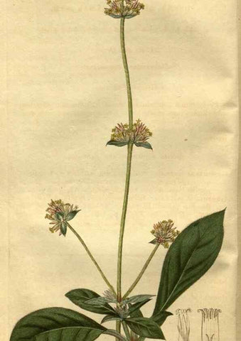 Reproducción/Reproduction 35118053681: Curtis's botanical magazine.. London ; New York [etc.] :Academic Press [etc.]