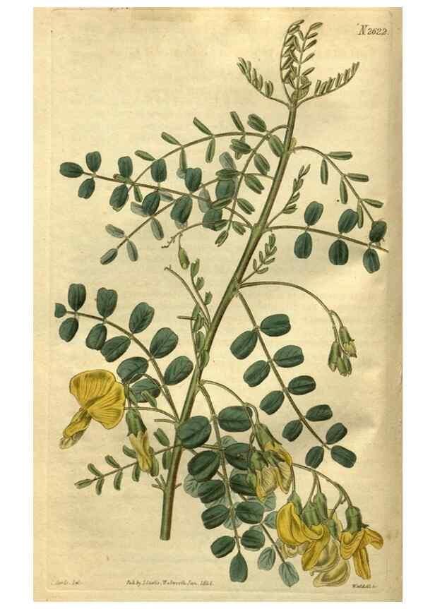 Reproducción/Reproduction 35207856646: Curtis's botanical magazine.. London ; New York [etc.] :Academic Press [etc.]