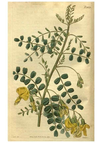 Reproducción/Reproduction 35207856646: Curtis's botanical magazine.. London ; New York [etc.] :Academic Press [etc.]