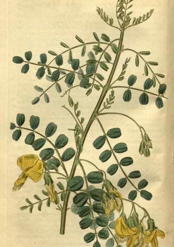 Reproducción/Reproduction 35207856646: Curtis's botanical magazine.. London ; New York [etc.] :Academic Press [etc.]