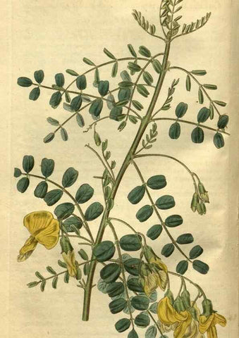 Reproducción/Reproduction 35207856646: Curtis's botanical magazine.. London ; New York [etc.] :Academic Press [etc.]