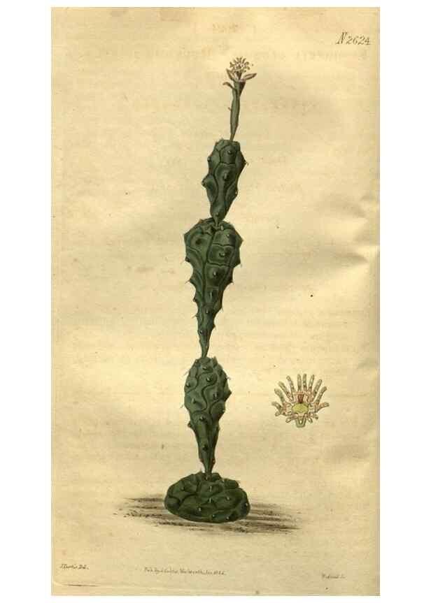 Reproducción/Reproduction 35207861636: Curtis's botanical magazine.. London ; New York [etc.] :Academic Press [etc.]