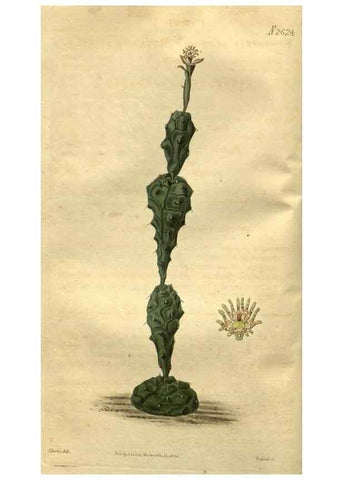 Reproducción/Reproduction 35207861636: Curtis's botanical magazine.. London ; New York [etc.] :Academic Press [etc.]