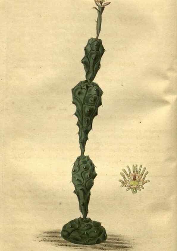 Reproducción/Reproduction 35207861636: Curtis's botanical magazine.. London ; New York [etc.] :Academic Press [etc.]