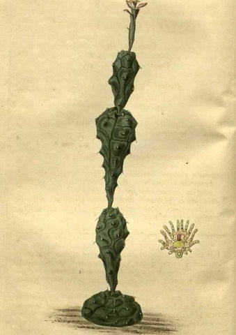 Reproducción/Reproduction 35207861636: Curtis's botanical magazine.. London ; New York [etc.] :Academic Press [etc.]