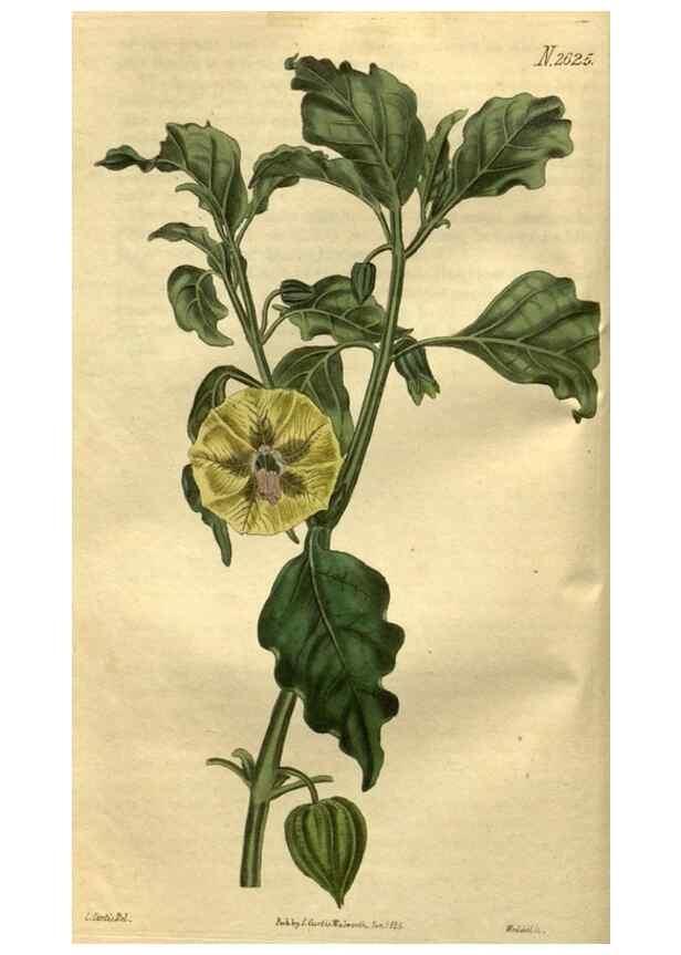 Reproducción/Reproduction 35207863766: Curtis's botanical magazine.. London ; New York [etc.] :Academic Press [etc.]