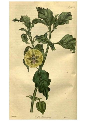 Reproducción/Reproduction 35207863766: Curtis's botanical magazine.. London ; New York [etc.] :Academic Press [etc.]