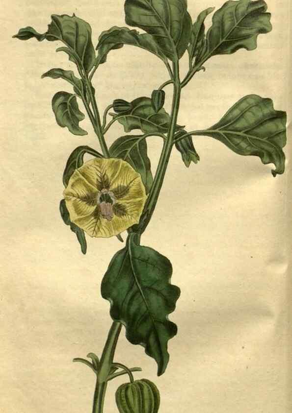 Reproducción/Reproduction 35207863766: Curtis's botanical magazine.. London ; New York [etc.] :Academic Press [etc.]