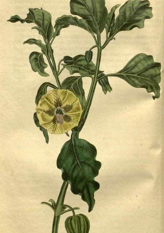 Reproducción/Reproduction 35207863766: Curtis's botanical magazine.. London ; New York [etc.] :Academic Press [etc.]