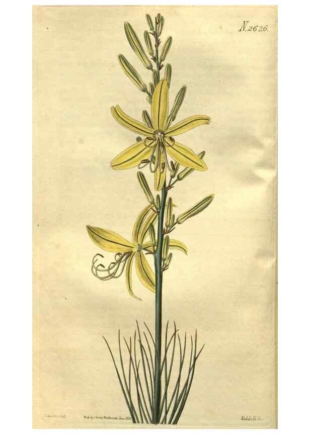 Reproducción/Reproduction 35247813365: Curtis's botanical magazine.. London ; New York [etc.] :Academic Press [etc.]
