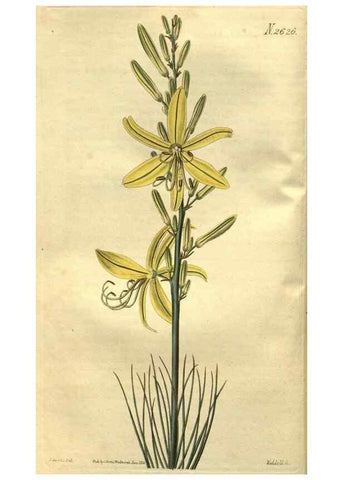 Reproducción/Reproduction 35247813365: Curtis's botanical magazine.. London ; New York [etc.] :Academic Press [etc.]