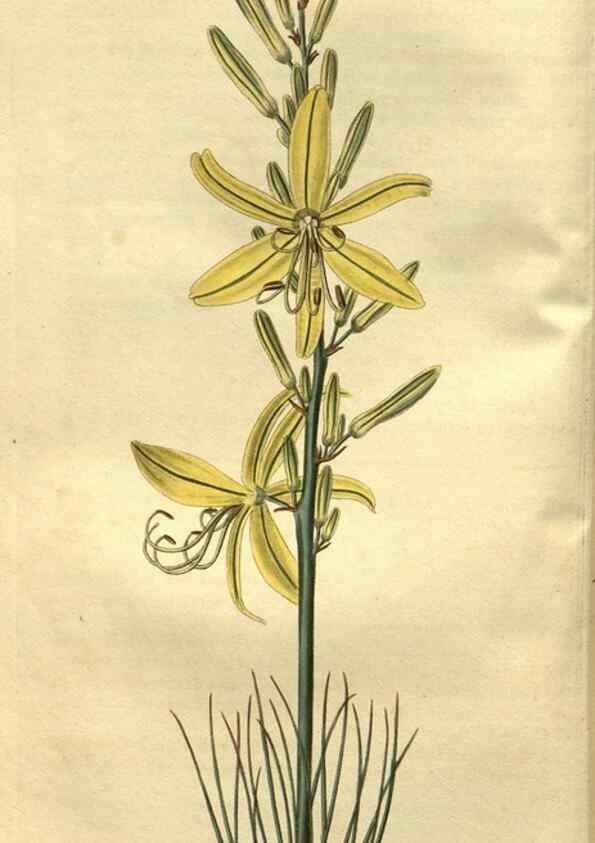 Reproducción/Reproduction 35247813365: Curtis's botanical magazine.. London ; New York [etc.] :Academic Press [etc.]