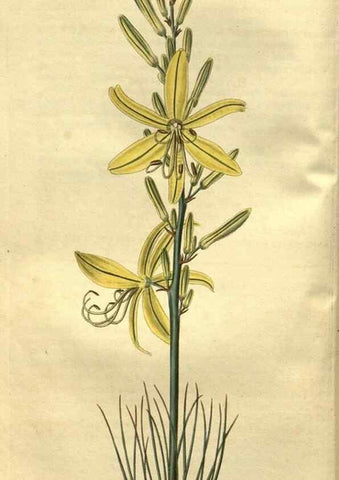 Reproducción/Reproduction 35247813365: Curtis's botanical magazine.. London ; New York [etc.] :Academic Press [etc.]