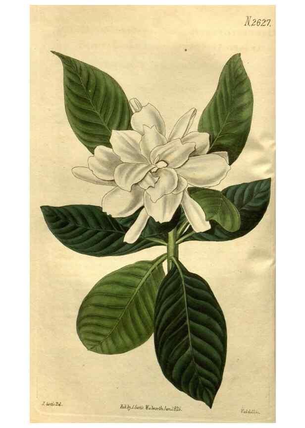 Reproducción/Reproduction 35247815905: Curtis's botanical magazine.. London ; New York [etc.] :Academic Press [etc.]