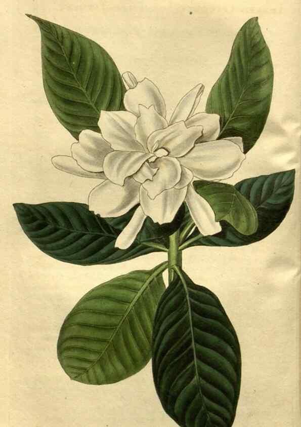 Reproducción/Reproduction 35247815905: Curtis's botanical magazine.. London ; New York [etc.] :Academic Press [etc.]