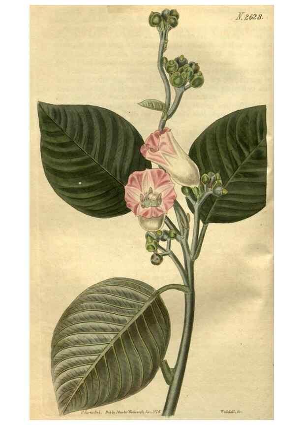 Reproducción/Reproduction 35247817975: Curtis's botanical magazine.. London ; New York [etc.] :Academic Press [etc.]
