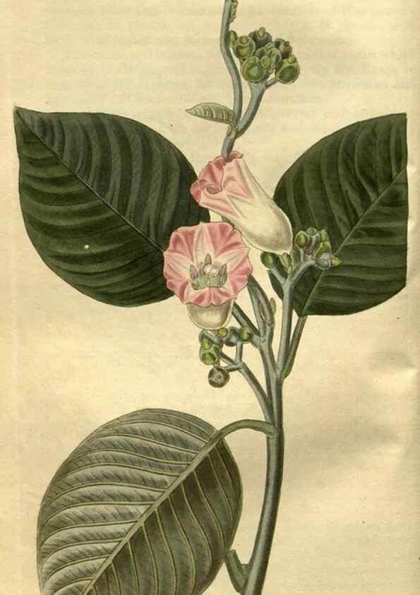 Reproducción/Reproduction 35247817975: Curtis's botanical magazine.. London ; New York [etc.] :Academic Press [etc.]
