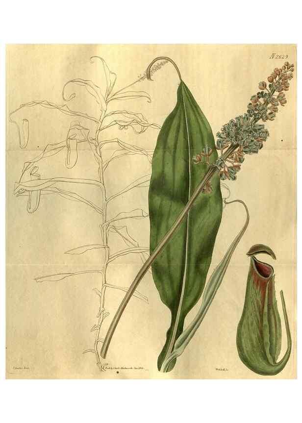Reproducción/Reproduction 35247819615: Curtis's botanical magazine.. London ; New York [etc.] :Academic Press [etc.]