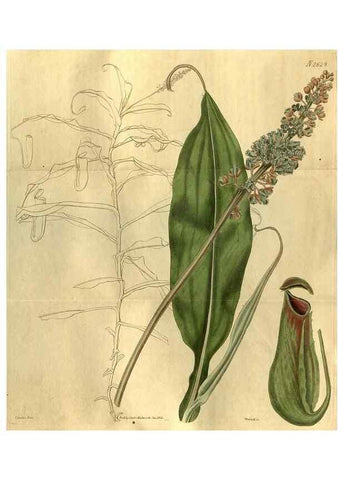 Reproducción/Reproduction 35247819615: Curtis's botanical magazine.. London ; New York [etc.] :Academic Press [etc.]