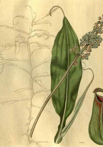 Reproducción/Reproduction 35247819615: Curtis's botanical magazine.. London ; New York [etc.] :Academic Press [etc.]