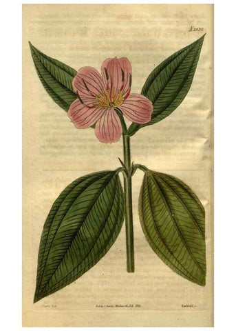 Reproducción/Reproduction 35247822445: Curtis's botanical magazine.. London ; New York [etc.] :Academic Press [etc.]