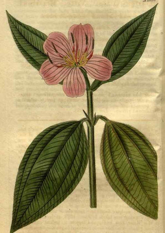 Reproducción/Reproduction 35247822445: Curtis's botanical magazine.. London ; New York [etc.] :Academic Press [etc.]