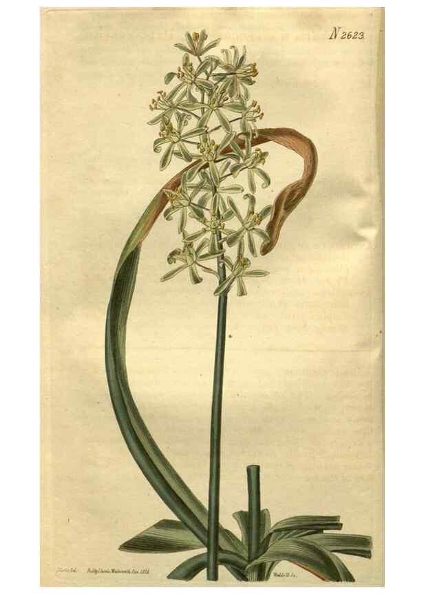 Reproducción/Reproduction 35207859496: Curtis's botanical magazine.. London ; New York [etc.] :Academic Press [etc.]