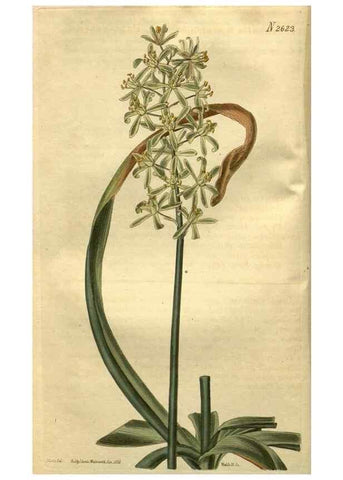 Reproducción/Reproduction 35207859496: Curtis's botanical magazine.. London ; New York [etc.] :Academic Press [etc.]