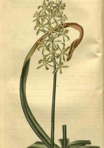 Reproducción/Reproduction 35207859496: Curtis's botanical magazine.. London ; New York [etc.] :Academic Press [etc.]