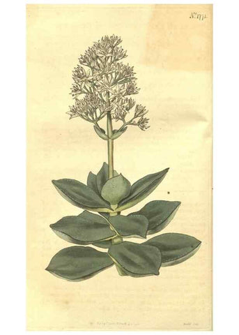 Reproducción/Reproduction 35022743132: Curtis's botanical magazine.. London ; New York [etc.] :Academic Press [etc.]