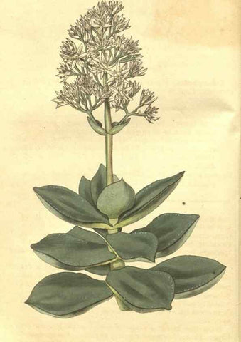 Reproducción/Reproduction 35022743132: Curtis's botanical magazine.. London ; New York [etc.] :Academic Press [etc.]