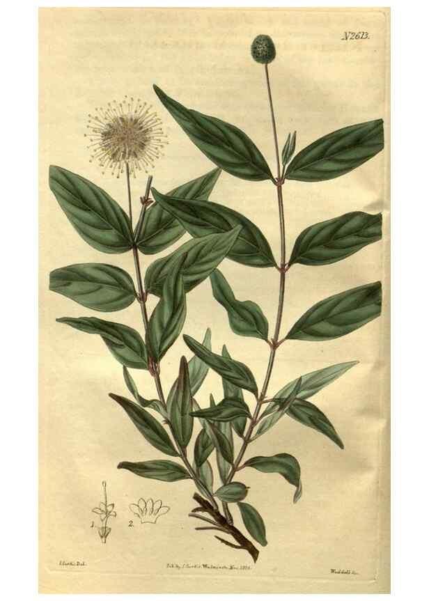 Reproducción/Reproduction 35118051221: Curtis's botanical magazine.. London ; New York [etc.] :Academic Press [etc.]