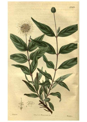 Reproducción/Reproduction 35118051221: Curtis's botanical magazine.. London ; New York [etc.] :Academic Press [etc.]
