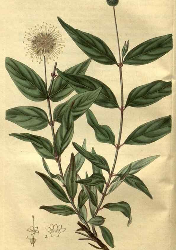 Reproducción/Reproduction 35118051221: Curtis's botanical magazine.. London ; New York [etc.] :Academic Press [etc.]