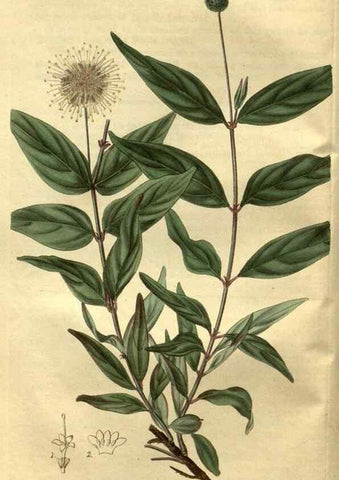 Reproducción/Reproduction 35118051221: Curtis's botanical magazine.. London ; New York [etc.] :Academic Press [etc.]