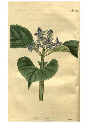 Reproducción/Reproduction 35247790335: Curtis's botanical magazine.. London ; New York [etc.] :Academic Press [etc.]