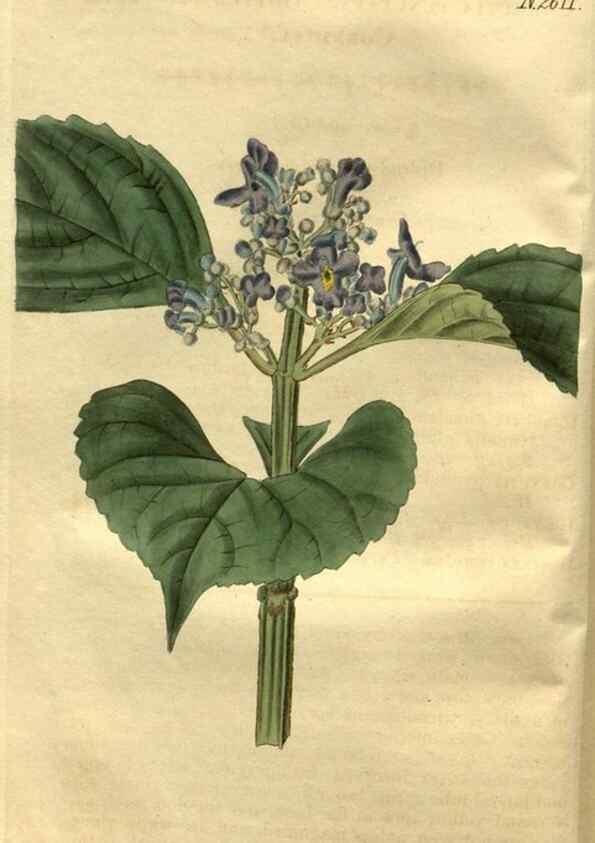 Reproducción/Reproduction 35247790335: Curtis's botanical magazine.. London ; New York [etc.] :Academic Press [etc.]
