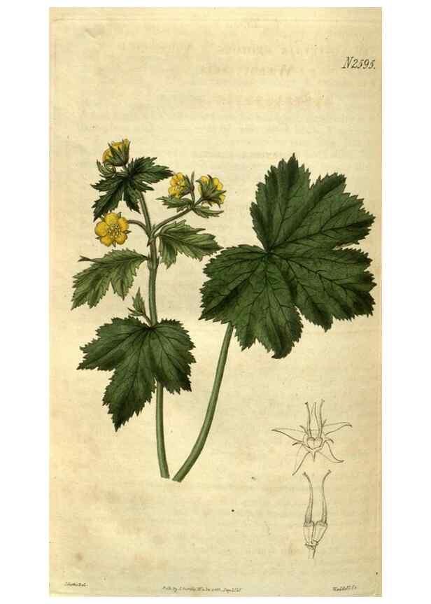 Reproducción/Reproduction 34860704200: Curtis's botanical magazine.. London ; New York [etc.] :Academic Press [etc.]