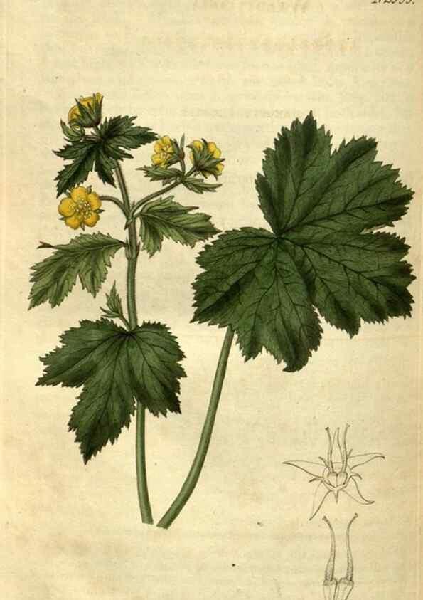 Reproducción/Reproduction 34860704200: Curtis's botanical magazine.. London ; New York [etc.] :Academic Press [etc.]