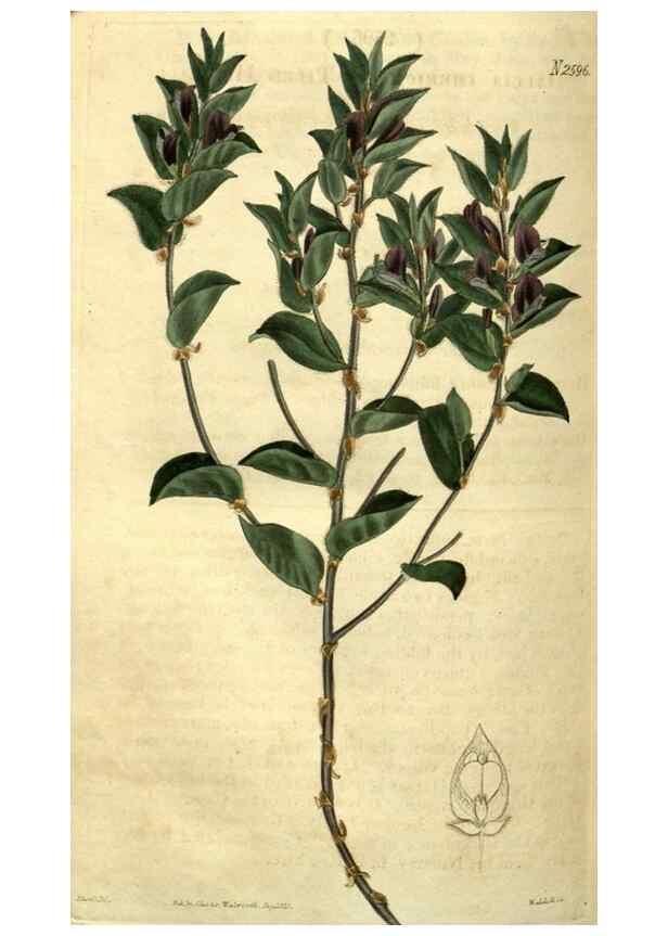 Reproducción/Reproduction 34860706070: Curtis's botanical magazine.. London ; New York [etc.] :Academic Press [etc.]
