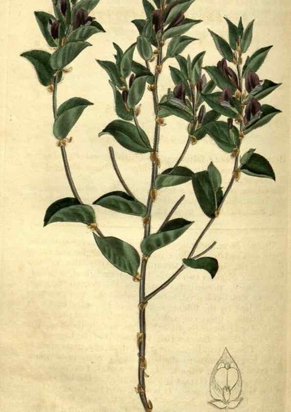 Reproducción/Reproduction 34860706070: Curtis's botanical magazine.. London ; New York [etc.] :Academic Press [etc.]