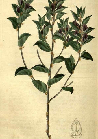 Reproducción/Reproduction 34860706070: Curtis's botanical magazine.. London ; New York [etc.] :Academic Press [etc.]