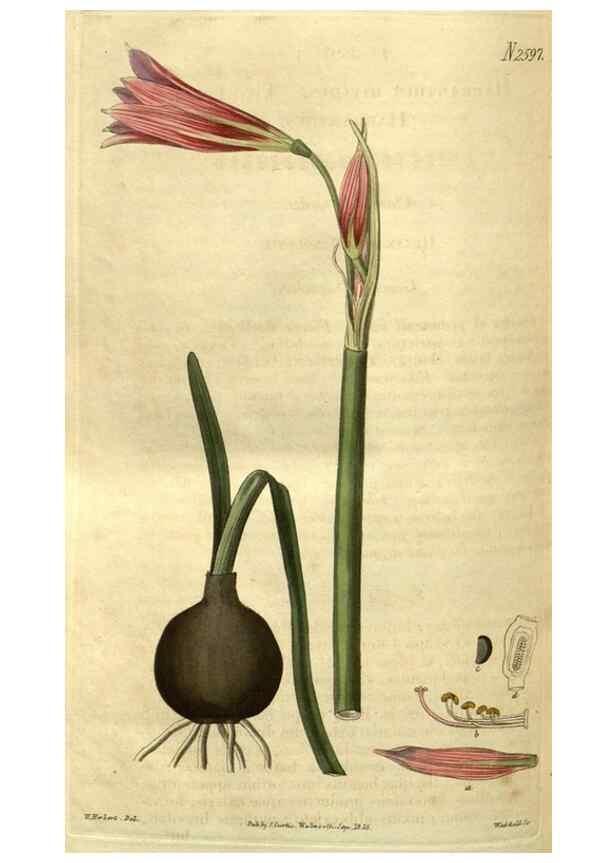 Reproducción/Reproduction 35247717365: Curtis's botanical magazine.. London ; New York [etc.] :Academic Press [etc.]
