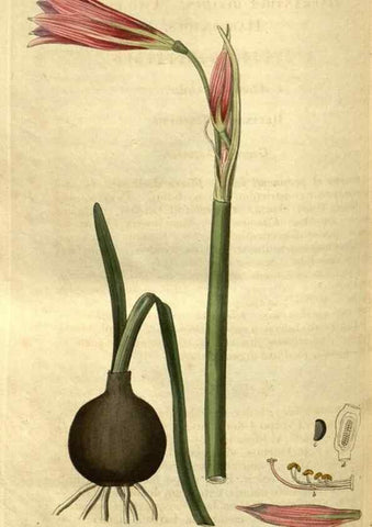 Reproducción/Reproduction 35247717365: Curtis's botanical magazine.. London ; New York [etc.] :Academic Press [etc.]