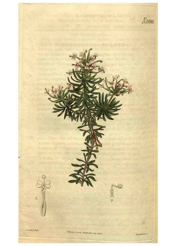 Reproducción/Reproduction 35247719215: Curtis's botanical magazine.. London ; New York [etc.] :Academic Press [etc.]