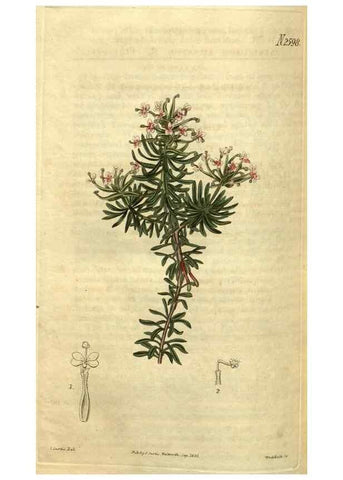 Reproducción/Reproduction 35247719215: Curtis's botanical magazine.. London ; New York [etc.] :Academic Press [etc.]