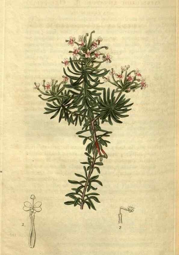 Reproducción/Reproduction 35247719215: Curtis's botanical magazine.. London ; New York [etc.] :Academic Press [etc.]